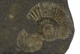 Dactylioceras Ammonite Cluster - Posidonia Shale, Germany #100255-1